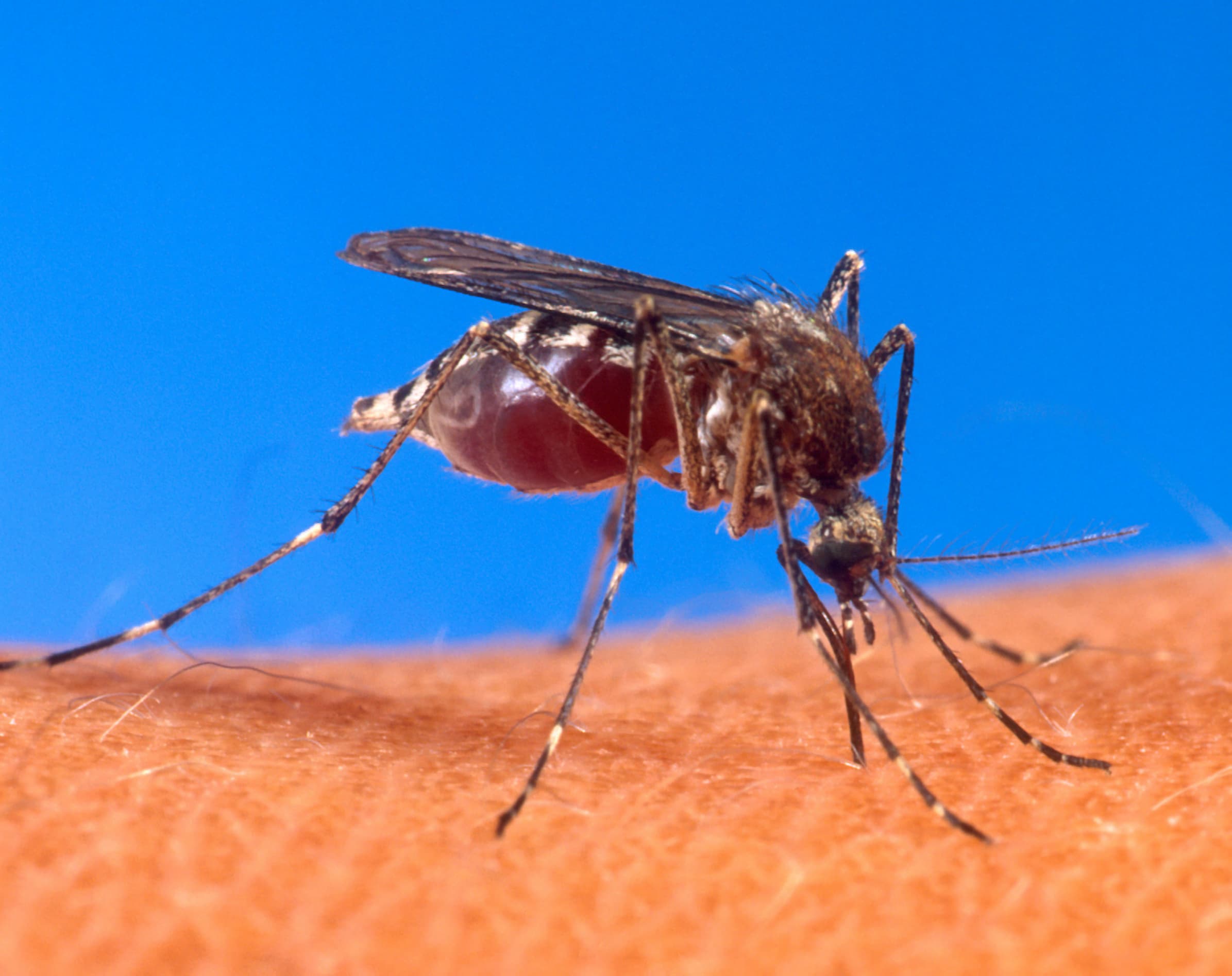 Chikungunya vaccine information with mosquito-borne travel risk context
